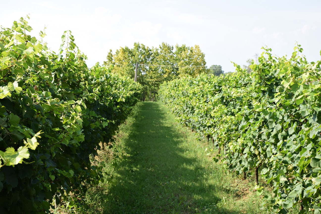 Le vigne Terre di Ger