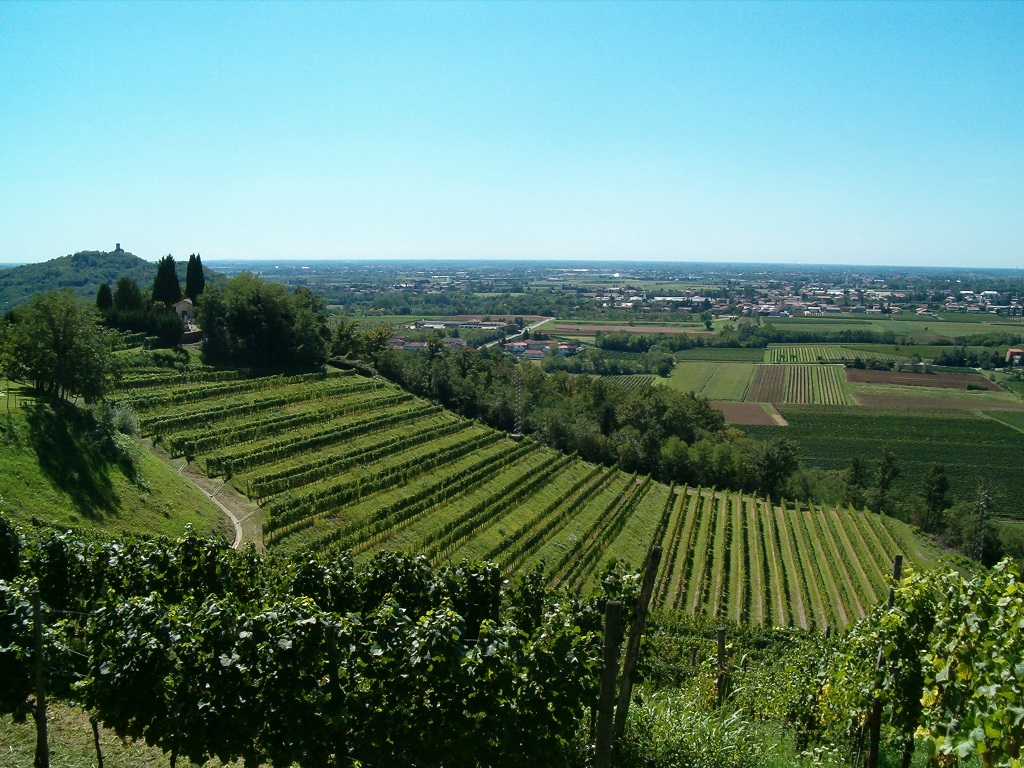 I vigneti di Pascolo a Ruttars, Dolegna del Collio