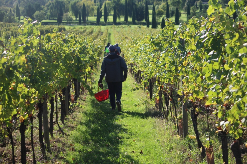 castello di spessa raccolta di uva in vigna