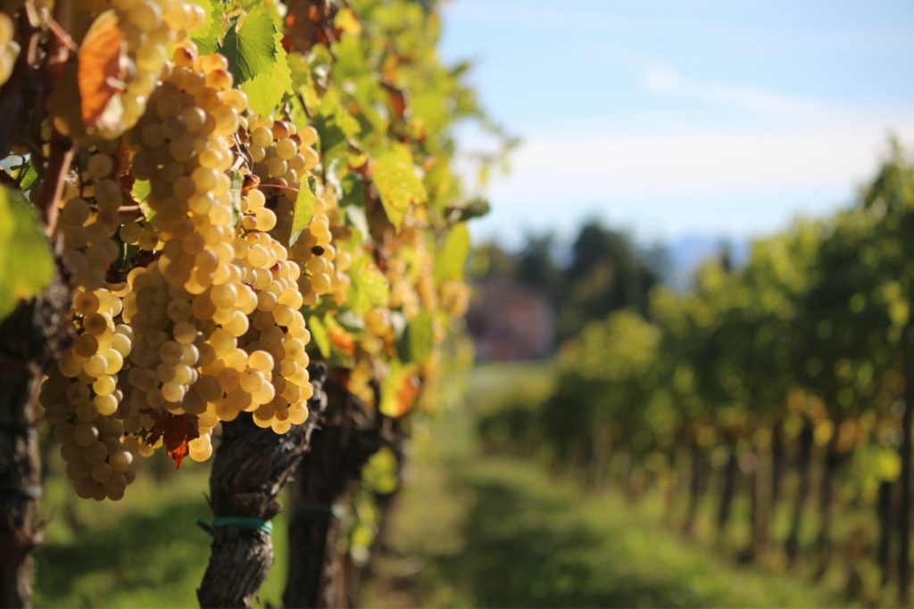 le vigne del Castello di Spessa