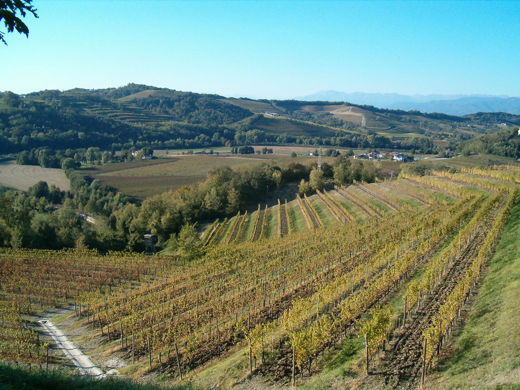 Le vigne Pascolo in periodo di vendemmia