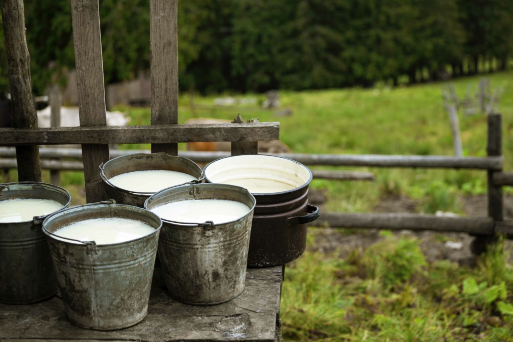 pentoloni di siero di latte per fare il formaggio friulano