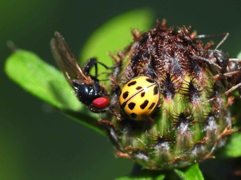 bio diversità, insetti su un fiore