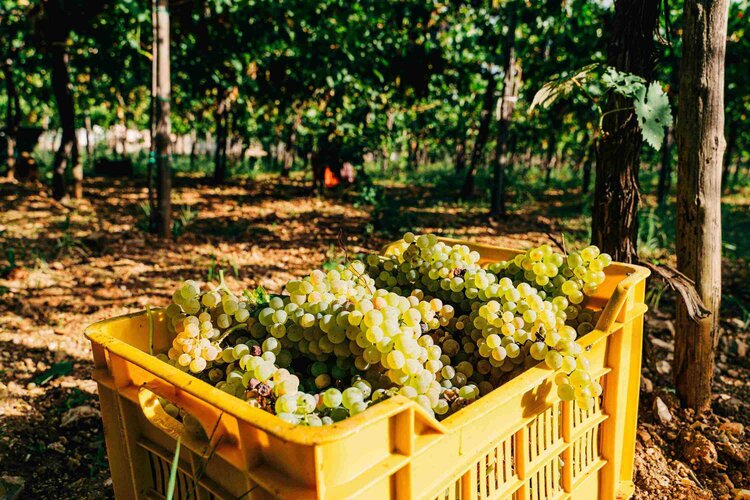 Cassetta d'uva raccolta per la vendemmia