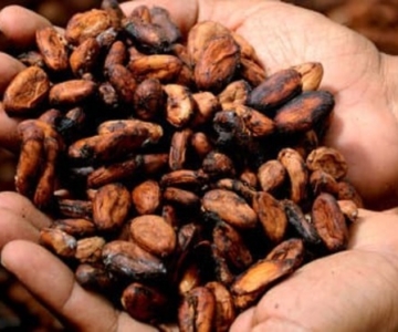Il Cacao, tra rituali sacri e proprietà scientifiche