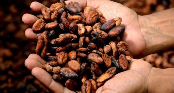 Il Cacao, tra rituali sacri e proprietà scientifiche