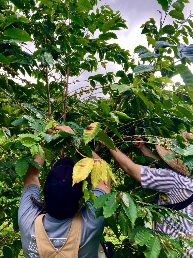 Due lavoratori che stanno raccogliendo le drupe del caffè mature dalla pianta, in una farm di O'ahu, Hawaii.